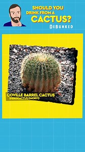 Can You Really Drink Water from a Cactus Plant?