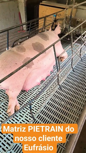 How many pigs should I place in the farrowing crate machine before farrowing? #pigfarming #breedi...