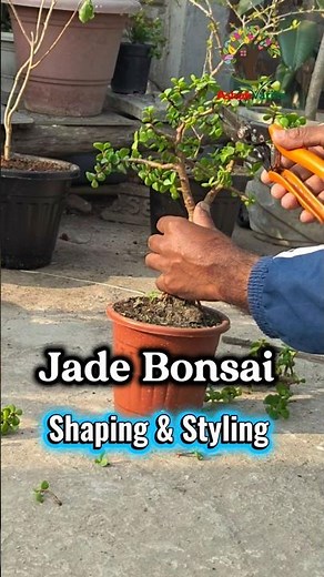 Jade Bonsai : Pruning, Cutting, Shaping, Wiring & Styling। Beautiful Jade Bonsai । Portulacaria Afra