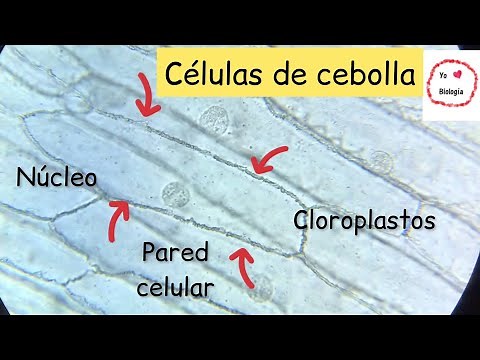 Células de cebolla al microscopio-‪@BiologíayEcología‬ #biologíaenunminuto