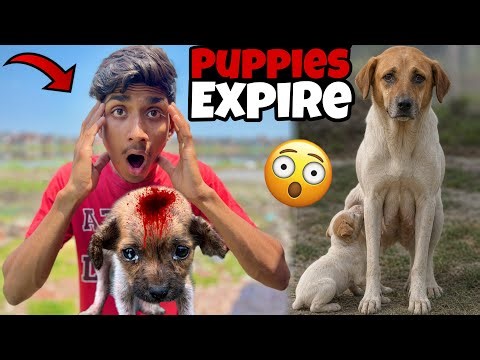 Bechari female dog ke kuch bacche expire ho gaya 😱💔