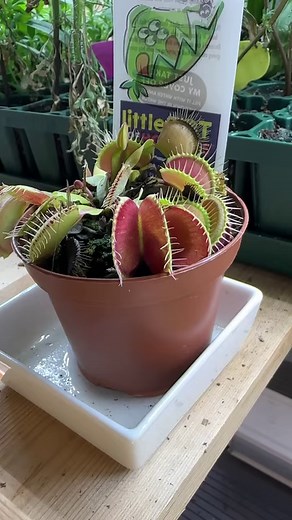 It’s crane fly, a.k.a. mosquito hawk season! | GardenLine