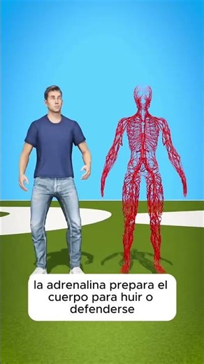 ¿Por qué el corazón late más rápido cuando sentimos miedo? ❤️‍🔥