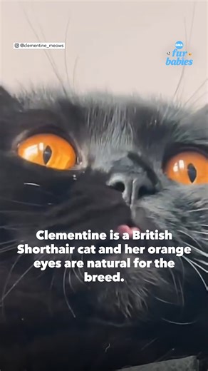 Clementine the cat's striking orange eyes added the perfect touch to her bat costume! 🦇🧡 https://trib.al/rAtbHMp | Good Morning America