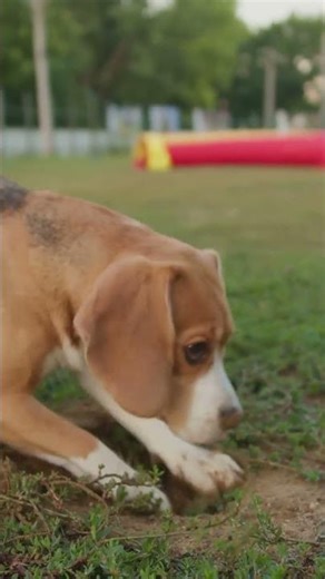 The Real Reason Dogs Dig (It's Not Spite) #DogTraining #PetCare