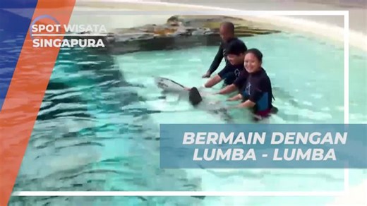 Bermain dengan Lumba-Lumba di Dolphin Island, Singapura