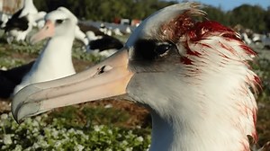 Mice Are Drinking The Blood Of Nesting Albatrosses At Midway Atoll