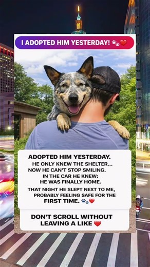 I Adopted Him Yesterday… And He Already Knows He’s Home 🐶❤️