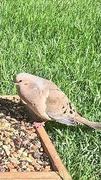 Mourning Dove Cooing in Nature