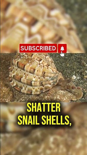 The Mantis Shrimp Punches Like a Bullet… Literally