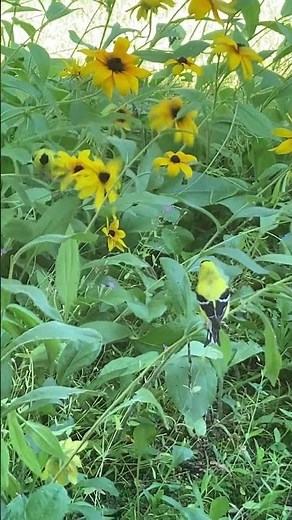 American Goldfinches EATING FLOWER SEEDS #nature #wildlife #animals #birds #fyp #shortvideo #shorts