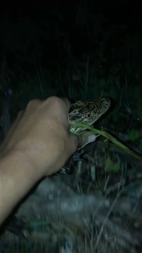 Catching wild lizards in Pennsylvania