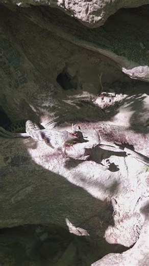 Found a snake eating a toad for lunch!