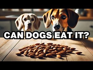 Can Dogs Eat Almonds? Explained