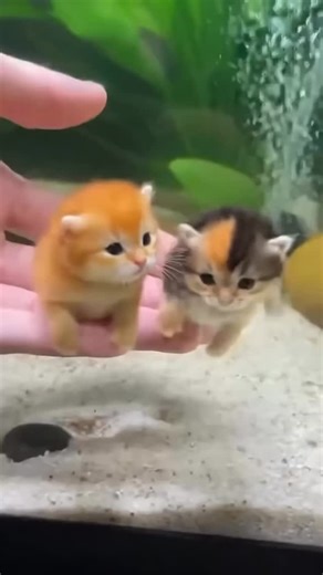 Luis on Instagram: "Small aquariums are compact tanks designed for limited spaces, making them popular for homes, offices, and classrooms. They can house small fish, shrimp, or aquatic plants when properly maintained. Because water volume is low, small aquariums require careful monitoring of temperature, filtration, and water quality. Regular cleaning and responsible stocking help create a healthy, stable environment for aquatic life. 🐠 - #kitten #cat #fish #aquarium #aiwithluis"