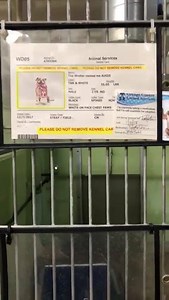 9.7K views · 545 reactions | Update 1/5- adoption app. Please message...