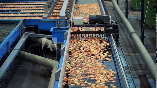 Highly Automated Apple Packhouse Facility. Industrial Robot Handling Apples on Sorting Line. Apple Processing in Fruit Packing House Prior to Cold Storage or Distribution to Market. Industry 4.0