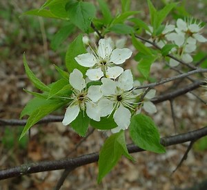 Prunus americana - Alchetron, The Free Social Encyclopedia