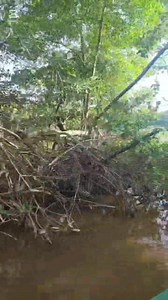 I highly recommend Nanan's all inclusive Caroni Swamp tour. | Lezlee Lee