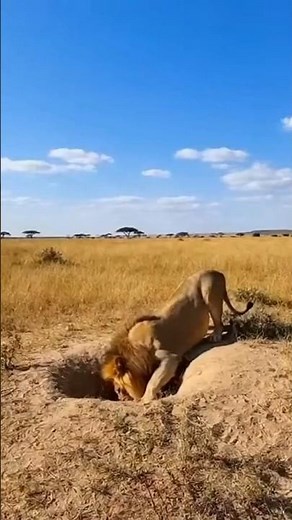 Wrong Turn! Lion Meets Python, Then Gets RAMMED by Buffalo 🦁🐍💥