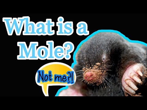 What is a Mole in Chemistry? The concept and examples