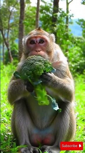 What Happens When a Monkey Tries Broccoli for the First Time?