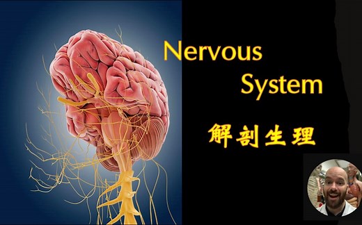 Siebert Science_解剖与生理_神经系统