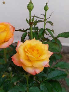 184K views · 10K reactions | Double Colour Roses | Roses | Facebook