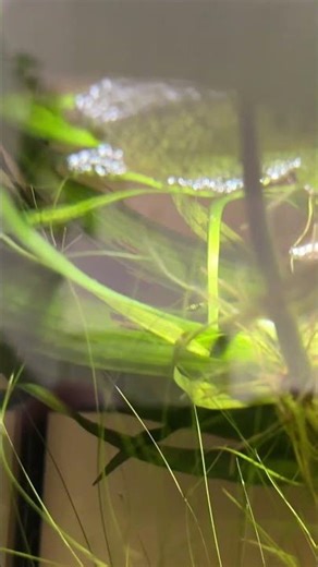 Betta mahachaiensis at work🌿🍂 #aquarium #tank #bettafish #betta #acuario #fish