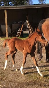 We learned right away that our little “surprise” baby horse is very brave and assertive. Just a few days after her birth, when we were taking her to the indoor arena for a run, she did not follow her mother and started running around checking everything out. Normally baby horses follow their mothers around for a few weeks because they don’t want to get lost, but this was not the case with our little girl.! Time to halter train!!!! #babyhorse #foal #foals #filly #colt #horse #equine #pony #ponylo