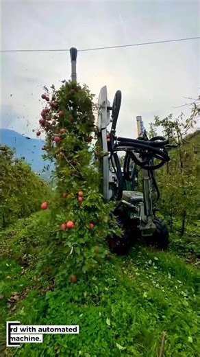 Automated Apple Harvesting