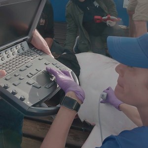 69K views · 519 reactions | #SharkScienceFriday Many reproductive studies on sharks require the captured animals to be dissected in order to make observations. Fortunately for us, we collaborate with so many different scientists that at least one of them can bring an ultrasound machine that lets us study live sharks’ reproductive systems while they are in the cradle. | OCEARCH | Facebook