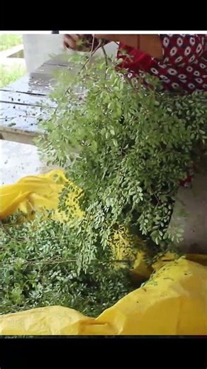 dede vanu hunxa#shortvideo #farming