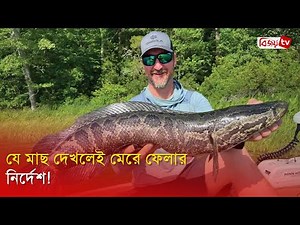 যে মাছ দেখলেই মেরে ফেলার নির্দেশ! Bijoy TV