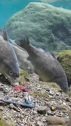 202K views · 1K reactions | A shot from the heart of the event #fishing #fish #outdoors #flyfishing #nature #catchandrelease #bassfishing #fishinglife #travel #photography #ocean #trout #bass #adventure #angler #florida #beach #fisherman #tightlines #fishingislife #fishingtrip | Fishing and Hunting | Facebook