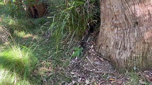 22 reactions | Releasing today's big diamond python, plus a couple of smaller Red bellys. | Illawarra Snake Catcher | Facebook