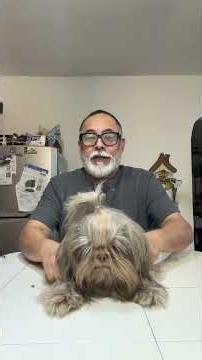 How to give your Shih Tzu PILLS WITHOUT THEM SPITTING THEM OUT 😱😱