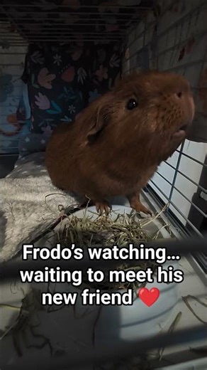 Sam #guineapig recovery : This Amazon Delivery Saved Him #bristol #uk #FrodoSamGP