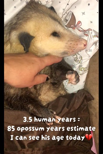 Opossum Age Comparison: 3.5 Human Years ≈ 85 Opossum Years Explained