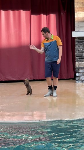 Sea lion #sealions | Buckyツ