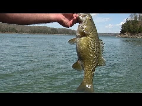Fishing With Swimbaits on Lake Cumberland