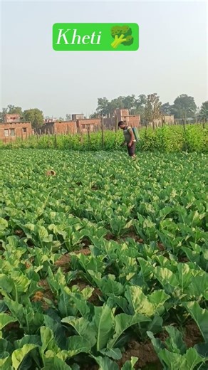 cauliflower farming 🥦#shorts #ytshorts #viralshorts #tredingshorts #youtubeshorts#newharyanvisong