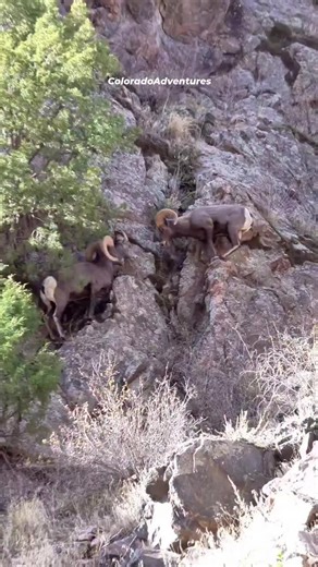 Big horn sheep in Colorado! Thanks for watching. #BigHorn #Colorado #rams #ram #bighornsheep