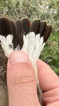 "Meet the Wheatears! 🐦✨