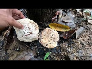 MAGKANO ANG KITAAN SA RUBBER TREE PAANO MAG HARVEST