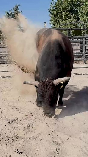 Dirt devil. (🎥: D4 / Double F Ranch) | PBR