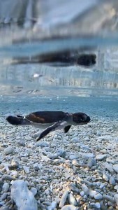 22K views · 1.3K reactions | Repost: @jacintashackleton // The journey of a lifetime  A baby Green turtle hitting the water yesterday just before sunset! Hopefully in 20-30 years time it will be back here to breed or nest!爛 | Ocean Conservation Research - OCR | Facebook
