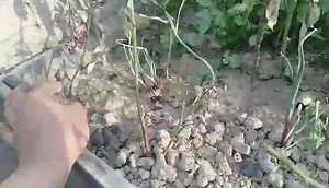 Daska Engineering on Reels