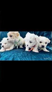 Bichon maltais 1 mois