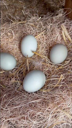 Cream legbar and Ameraucana hens laying beautiful eggs! #ameraucana #creamlegbar #silveruddsblue